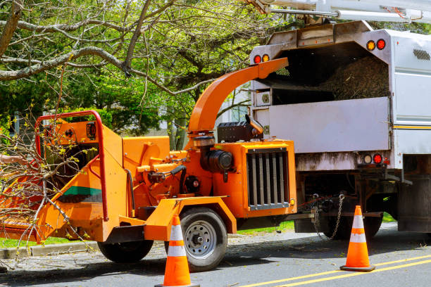 Best Tree Maintenance Programs  in Hillsboro, TX